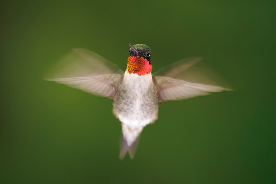 Hovering Hummingbird