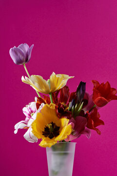 Multicolored tulips in a vase on a pink background