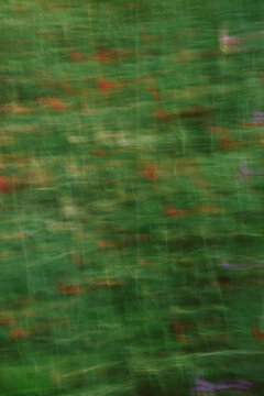Colorful flowers bloom in a green meadow during springtime