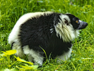 Fototapeta premium Black-and-white ruffed lemur (Varecia variegata) with distinctive fur pattern