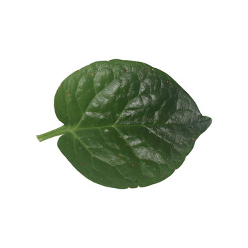 Single Basella Alba leaf isolated on bright studio lighting with detailed texture for culinary use