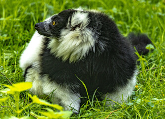 Black-and-white ruffed lemur (Varecia variegata) with distinctive fur pattern © Ludovic