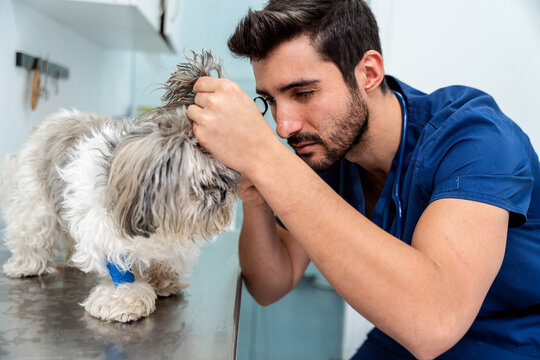 Veterinarian examining dog's ear with otoscope in clinic