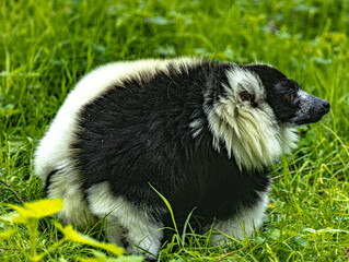 Naklejka premium Black-and-white ruffed lemur (Varecia variegata) with distinctive fur pattern