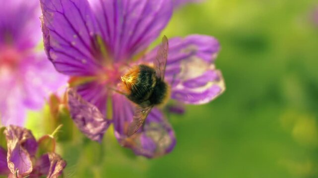 Red tailed bumble bee on a purple flower flies off