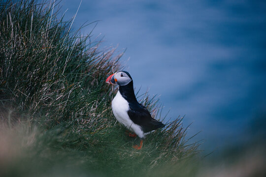 Faroe Islands