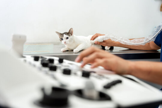 Veterinarian performing ultrasound scan on cat in clinic