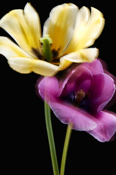 Bright tulips stand out against the dark background.