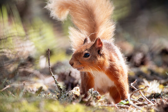 Red squirrel