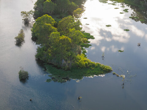 Gum trees on an island on an inland river in glaring sunslight