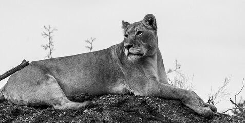 Pensive Lioness B&W © Patricia BC