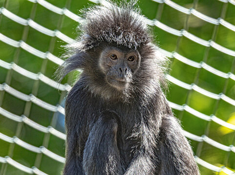 Javan langur (Trachypithecus auratus), showing dark fur and long tail