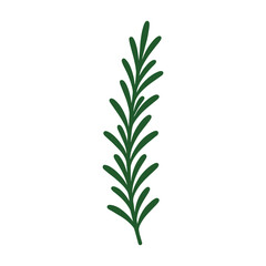 Fototapeta premium Flat vector illustration of a green thyme branch with small leaves and stem on transparent background