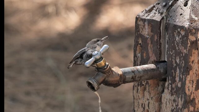 Small birds are drinking water from a tap in the park.