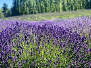 Obraz premium Lavender meadow