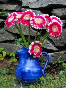 Gerbera in einer blauen Blumenvase mit Henkel	
an einer Gartenmauer