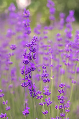 Obraz premium Beautiful lavender flowers blooming in a field with a soft blur background.