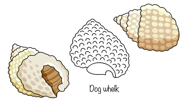 Dog whelk