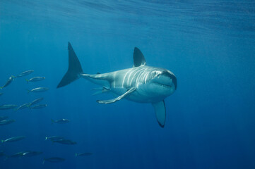 Great White shark in the Pacific Ocean © willtu