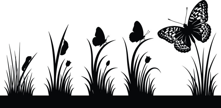 Black silhouette of butterfly growth stages with grass and flowers size progression vector illustration