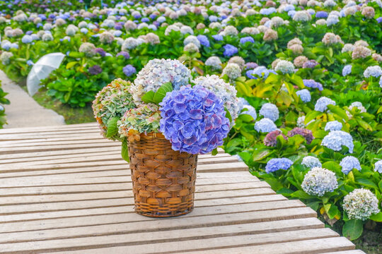 Hydrangea flower blooming in flower garden, Hydrangea macrophylla,purple and blue hydrangea bush a in full bloom.