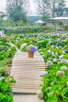 Hydrangea flower blooming in flower garden, Hydrangea macrophylla,purple and blue hydrangea bush a in full bloom.