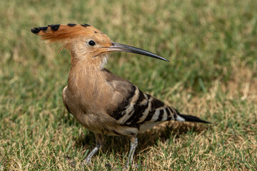 Eurasian hoopoe © pityke70