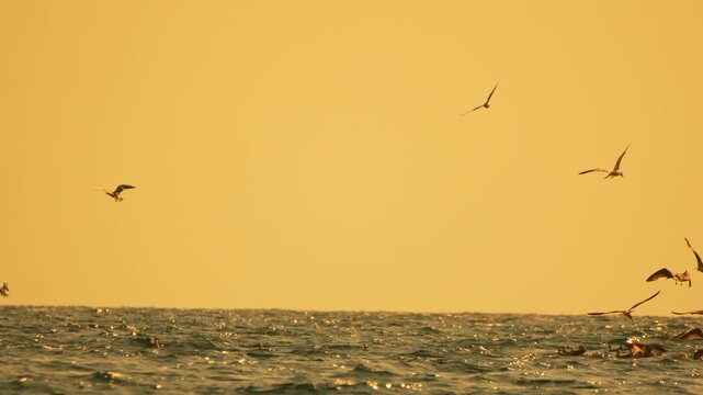 Seagulls ocean sunset flying low over the rippling water waves under a dramatic golden sky with copy space