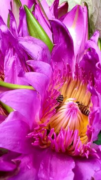 Extreme macro close-up of honeybees swarming and collecting pollen inside a vibrant pink lotus flower center. Active wildlife insect pollination in nature.