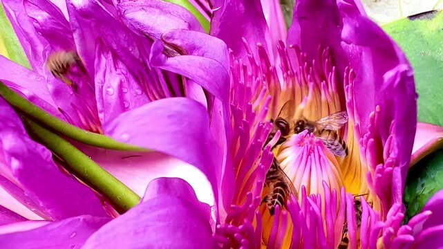 Extreme macro close-up of honeybees swarming and collecting pollen inside a vibrant pink lotus flower center. Active wildlife insect pollination in nature.