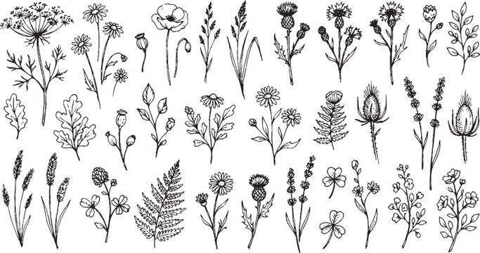 Detailed hand drawn botanical collection of wildflowers herbs and thorns in black ink style isolated on white for natural branding and creative design