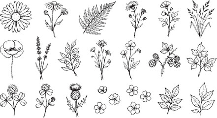 Set of rustic hand drawn wildflower sketches including chamomile poppies and berry sprigs isolated on white background for DIY craft and invitation design projects © HexaFrame