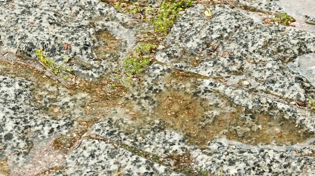 Rainwater fills the gaps of a textured gray granite walkway during a gentle drizzle. Small puddles form on the wet stone surface surrounded by tiny green plants.