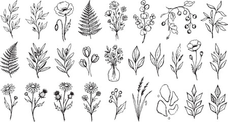 Detailed hand drawn wildflower and foliage sketches including poppies ferns and berry branches for natural wedding invitations and artistic stationery design projects © HexaFrame