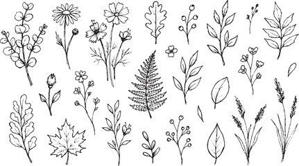 Fototapeta premium Hand drawn botanical collection featuring diverse field flowers and wild foliage elements isolated on white background for minimalist wedding stationery or graphic design projects