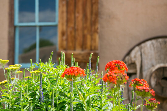 Orange Flowers by Rustic Adobe Wall