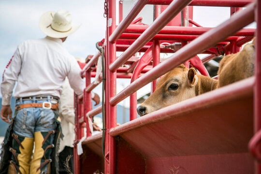 Calf in Ranch Chute 