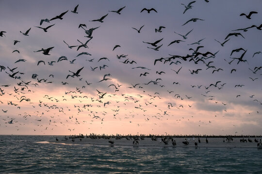 Birds Flying Over Water at Sunset