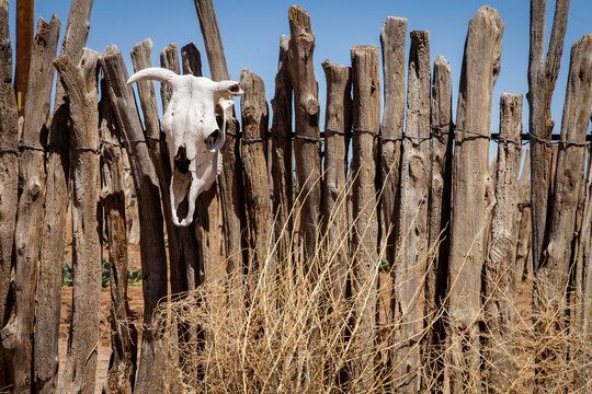 Animal Skull on Rustic Coyote Fence