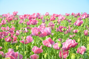 Obraz premium Blooming Field of Pink Poppies Under Blue Sky