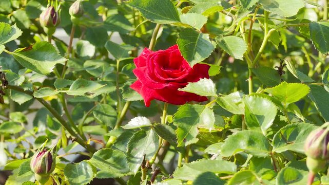 A passionate red rose flower blooms boldly among dense green leaves and small buds. This striking view filled with warm sunshine inspires feelings of deep love, romance, and joyful summer life.
