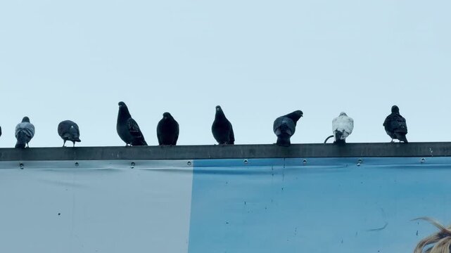 A row of pigeons sits perched along the top edge of a large sign. Most of the birds are dark, while one stands out with white feathers against the bright sky background.
