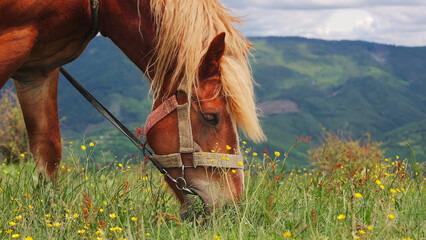 Chestnut Horse Grazing in Mountain Meadow. Chestnut horse with a blond mane grazes among yellow wildflowers in a green mountain meadow. © Iryna