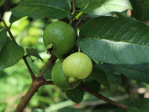 Fresh green guava fruits growing naturally on a guava tree branch in a tropical garden. Close-up of ripening guava with green leaves in natural daylight.