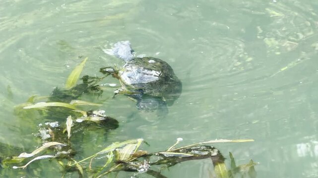 A small pond turtle breaches the water surface near green weeds. Its shell glistens in the bright daylight. Gentle ripples distort the greenish, translucent water around it.