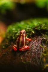 Naklejka premium striped poison dart frog sitting on wet mossy wood in tropical rainforest, macro shot with shallow depth of field, vivid colors and soft bokeh create rich natural wildlife scene