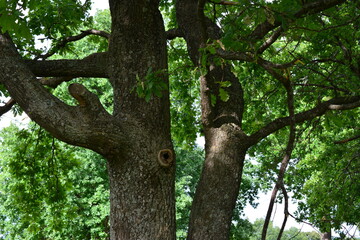 Fototapeta premium Tree Trunk of oak tree with a hollow and Branches in Forest