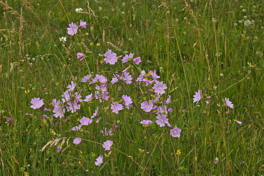 Musk mallow on a meadow in Czech Republic, Europe
