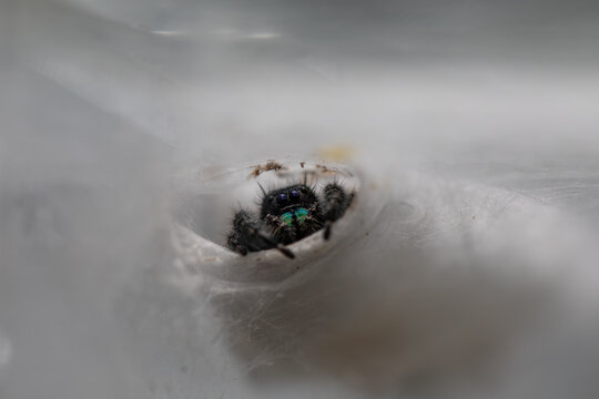 Macro Portrait of Female Bold Jumping Spider (Phidippus audax) in a Naturalistic Terrarium