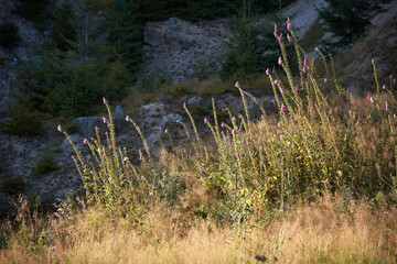 Pink foxglove flowers on a rocky woodland clearing in Jizerske hory © Milan